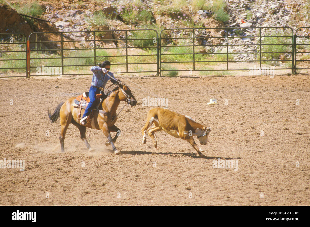 Kalb roping Inter Tribal zeremonielle indischer Rodeo Gallup NM Stockfoto