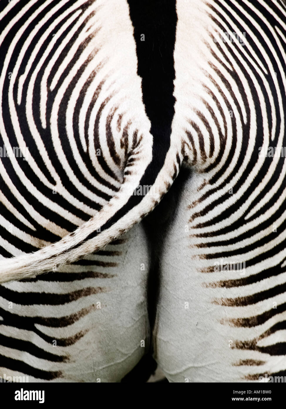 Das hintere Ende eines Grevys Zebras zeigt schöne Markierungen im Zoo von Edinburgh Schottland Stockfoto