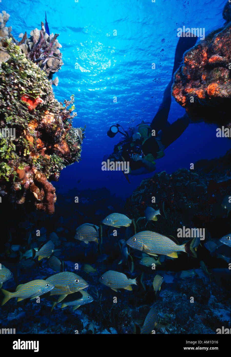 Karibik, Mexiko, Taucher halten Grunzen, Haemulon Sciurus fotografieren Stockfoto