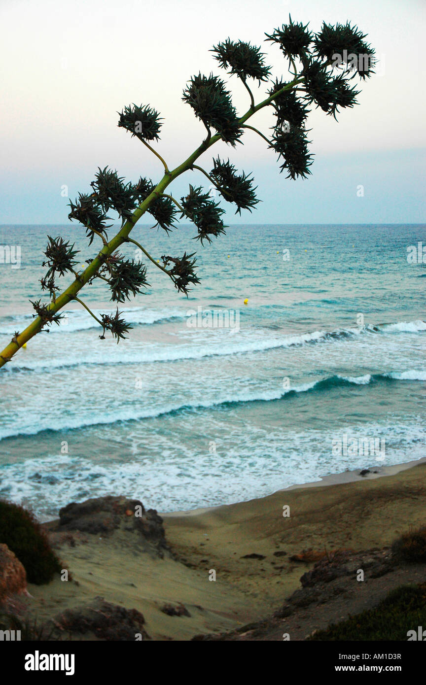 Pita-Pflanze und San Jose Strand CABO DE GATA natürlichen PARK Almeria Provinz Andalusien Spanien Stockfoto