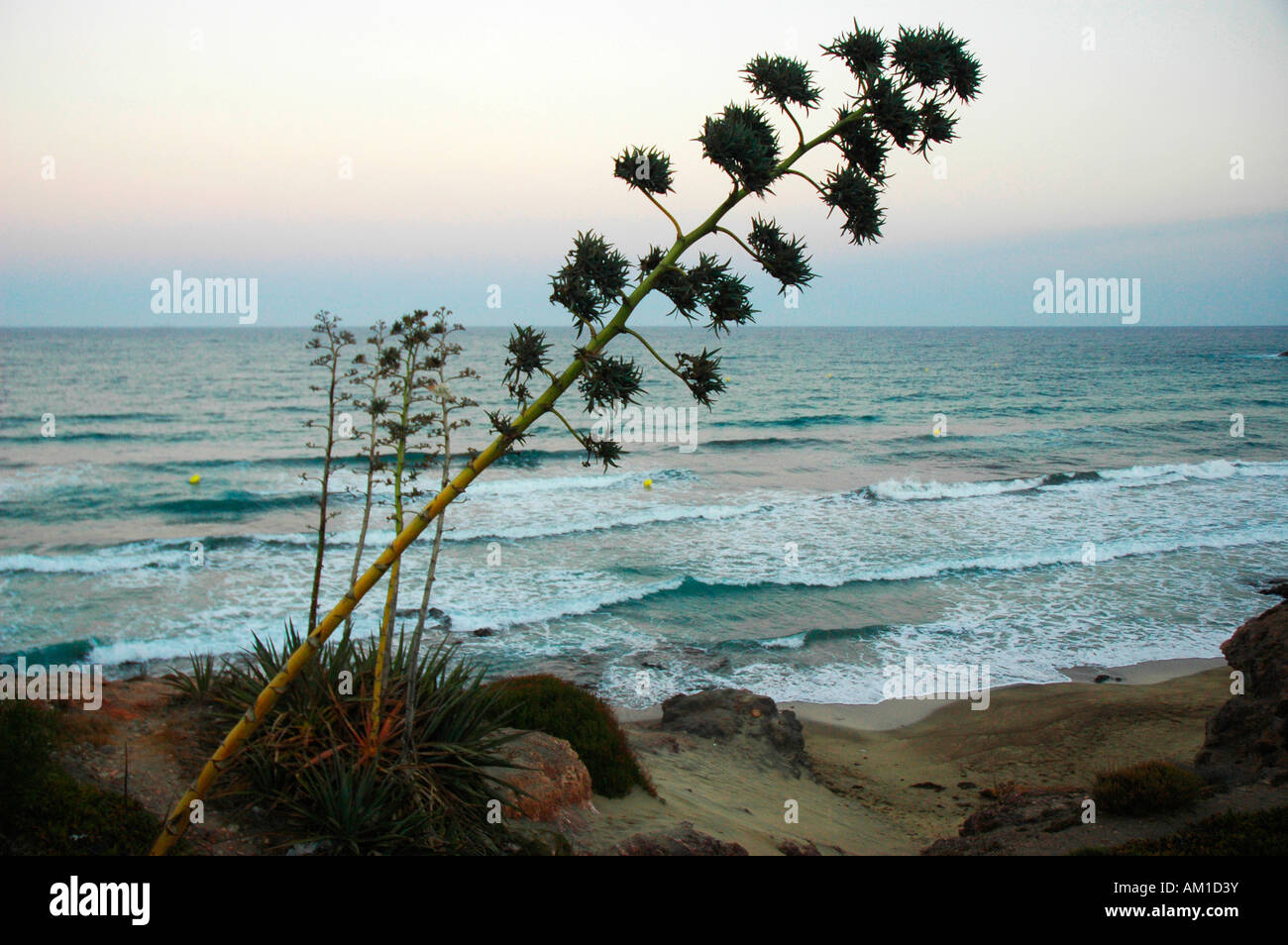 Pita-Pflanze und San Jose Strand CABO DE GATA natürlichen PARK Almeria Provinz Andalusien Spanien Stockfoto