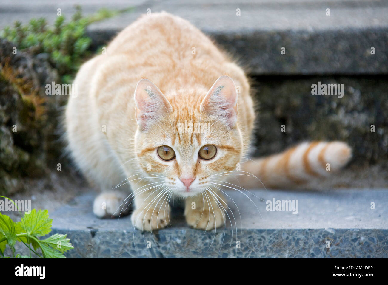 Europäisch Kurzhaarkatze sitzt auf einer Treppe Stockfoto