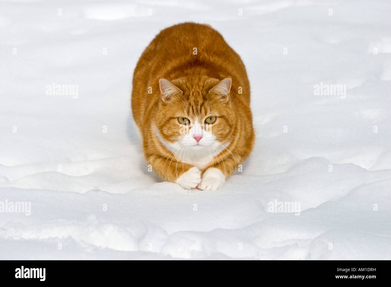 Europäisch Kurzhaarkatze im Schnee Stockfoto