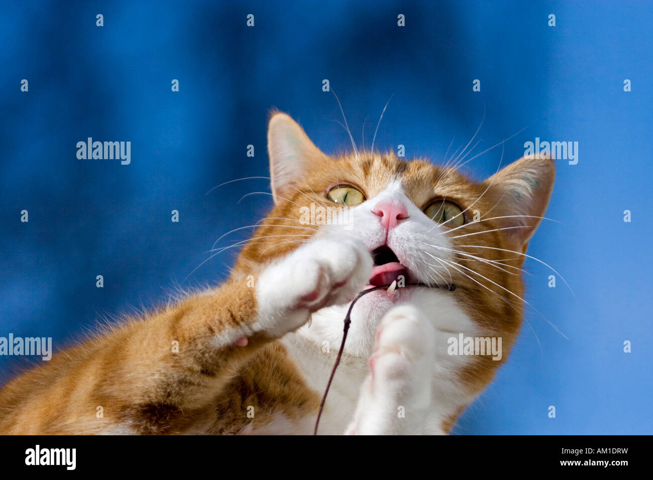 Europäisch Kurzhaarkatze Stockfoto