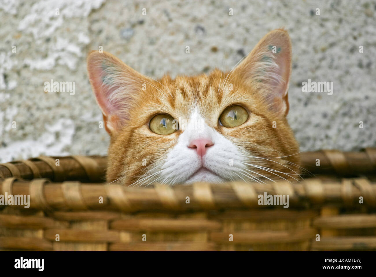 Europäisch Kurzhaarkatze in einem Korb versteckt Stockfoto
