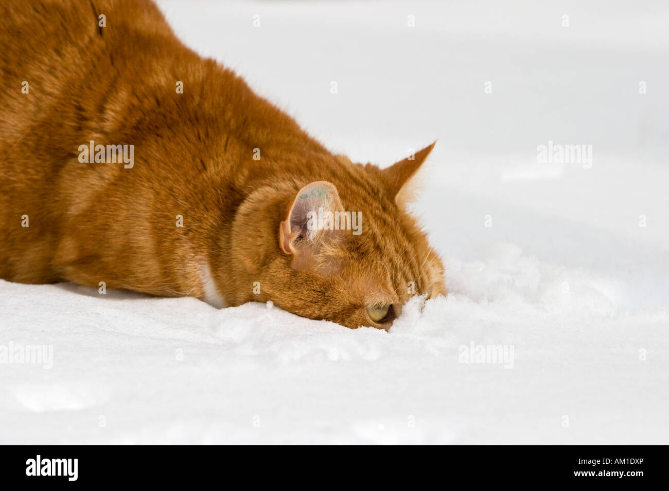 Europäisch Kurzhaarkatze im Schnee Stockfoto