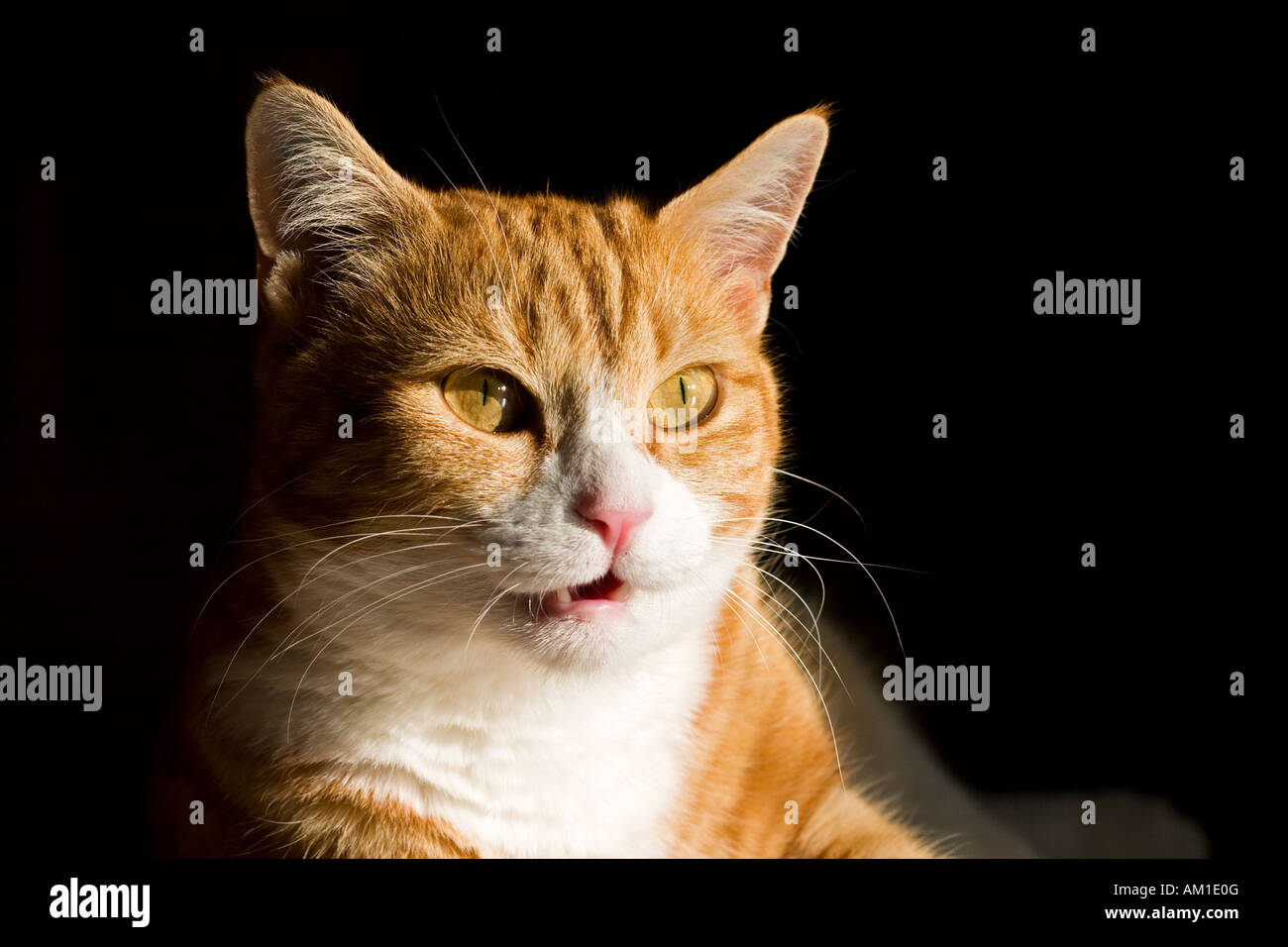 Europäisch Kurzhaarkatze Stockfoto