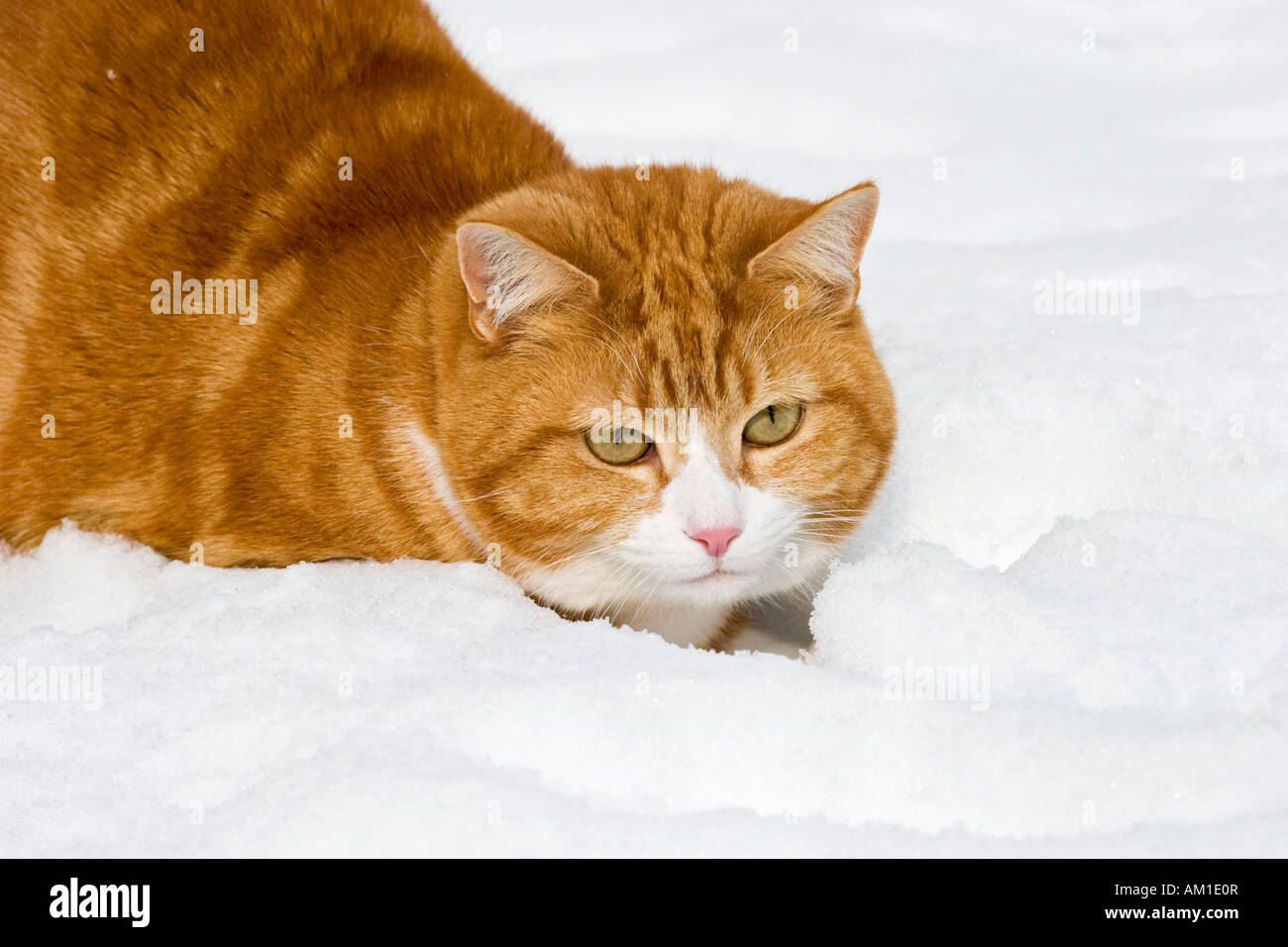 Europäisch Kurzhaarkatze im Schnee Stockfoto