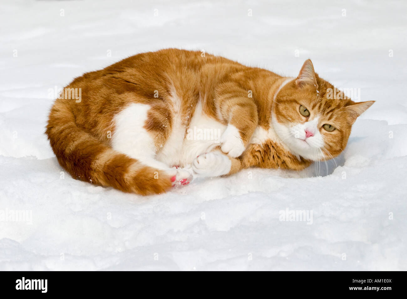 Europäisch Kurzhaarkatze im Schnee Stockfoto
