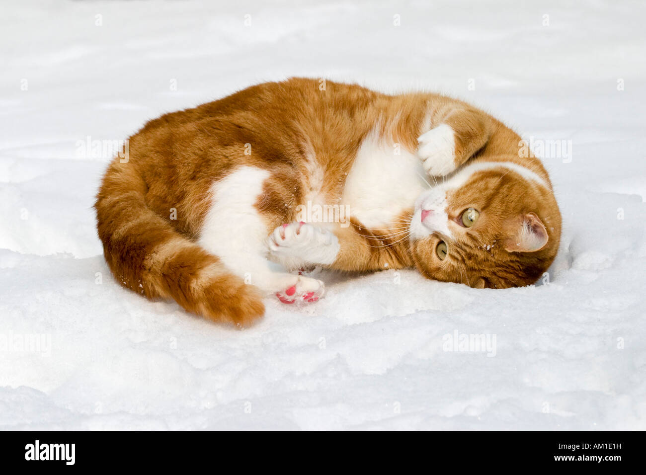 Europäisch Kurzhaarkatze im Schnee Stockfoto
