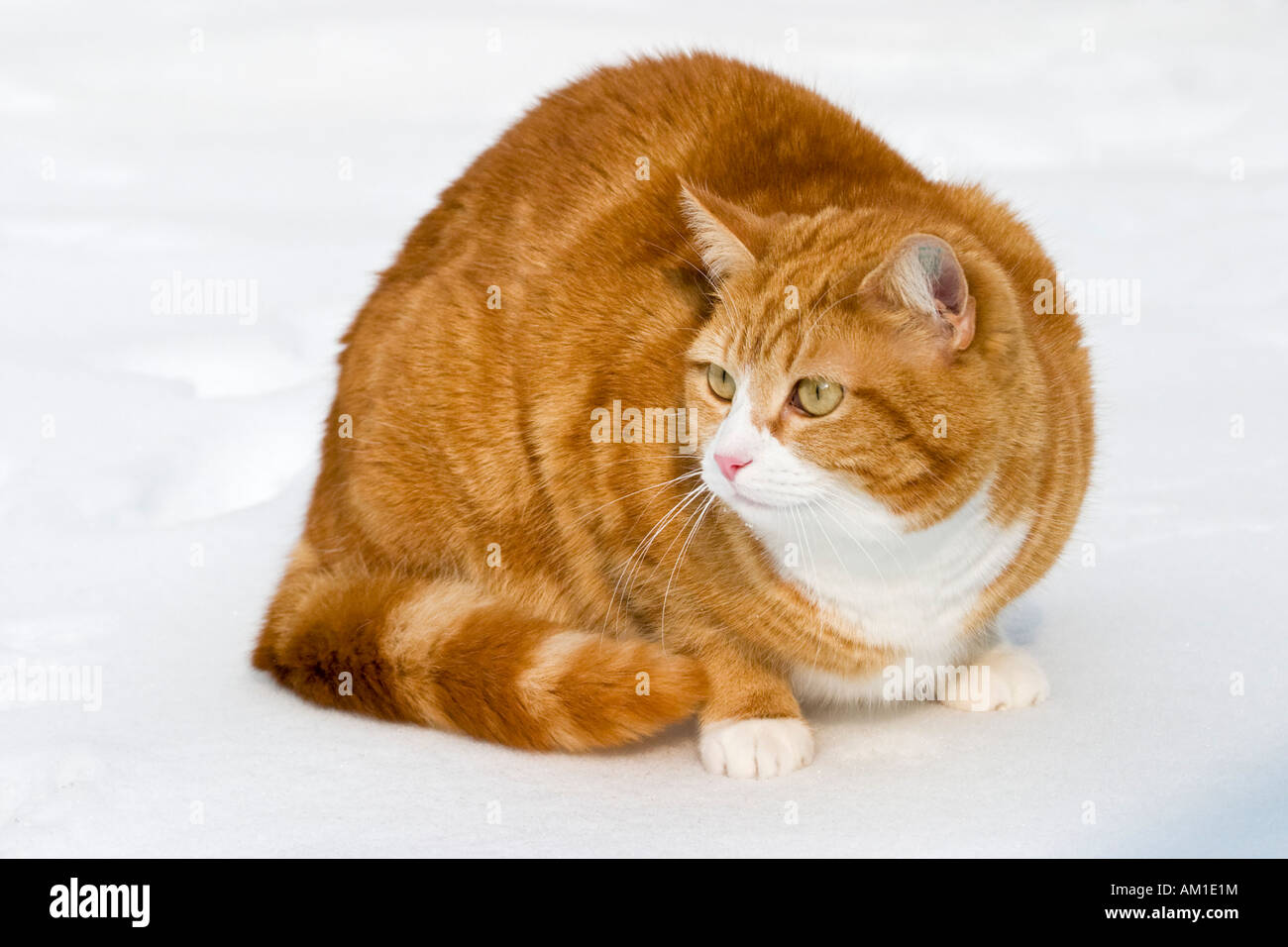 Europäisch Kurzhaarkatze im Schnee Stockfoto