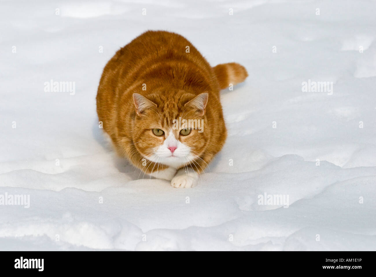 Europäisch Kurzhaarkatze im Schnee Stockfoto