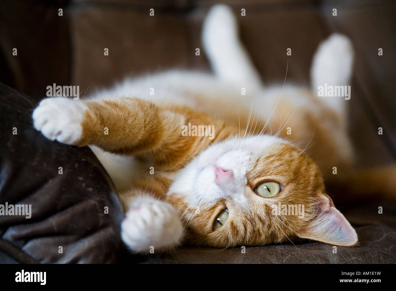 Europäisch Kurzhaarkatze liegt auf dem Rücken Stockfoto