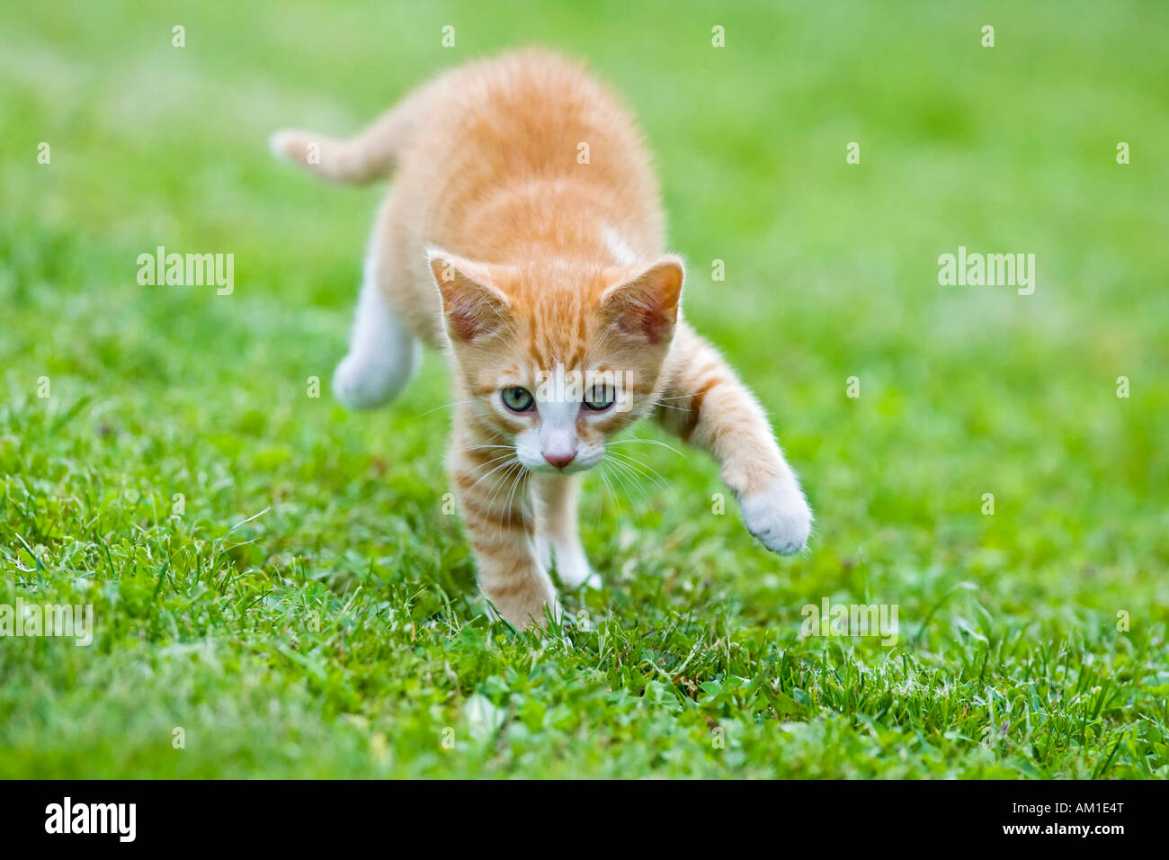 Europäisch Kurzhaarkatze in einer Wiese Stockfoto