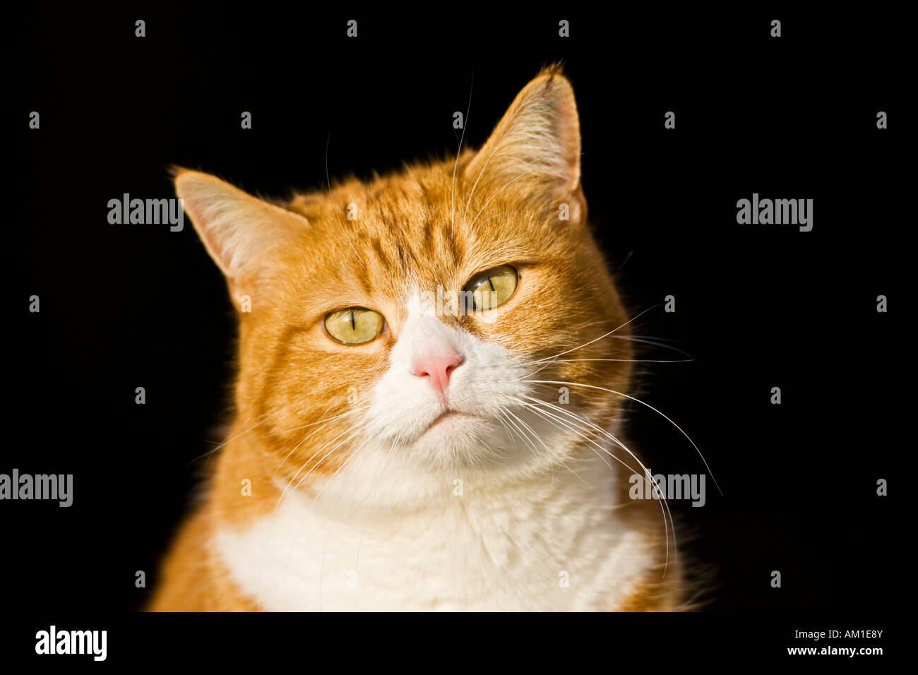 Europäisch Kurzhaarkatze Stockfoto