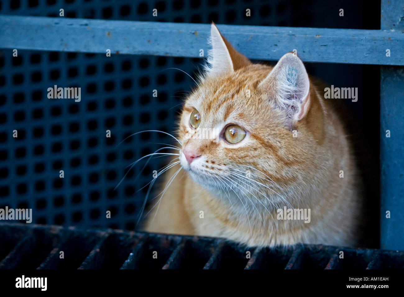 Europäisch Kurzhaarkatze Stockfoto