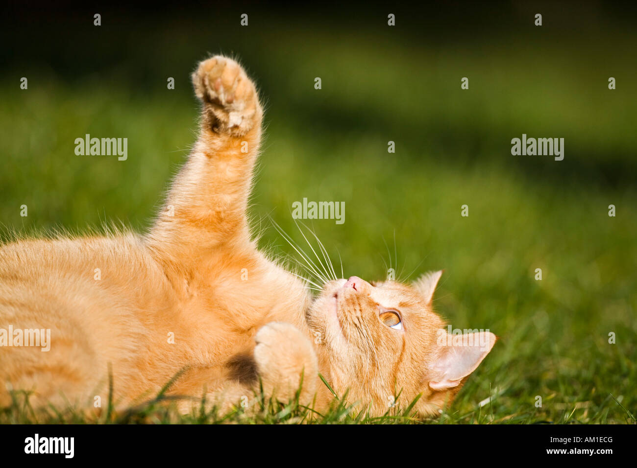 Europäisch Kurzhaarkatze liegt auf einer Wiese Stockfoto