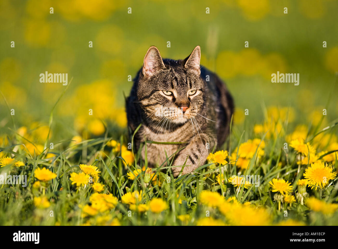 Europäisch Kurzhaarkatze in ein Löwenzahn Wiese Stockfoto