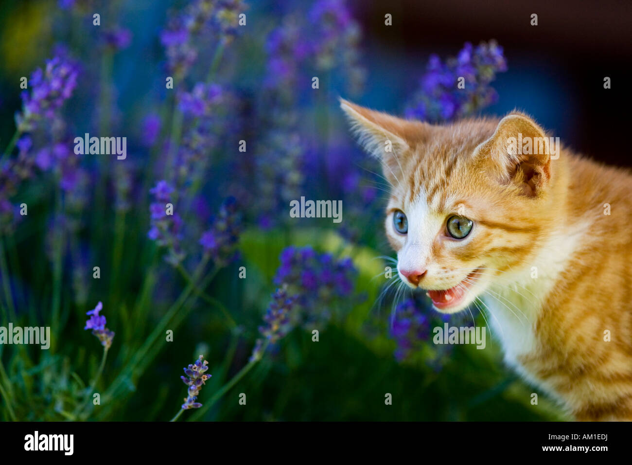 Europäisch Kurzhaarkatze mit Blumen Stockfoto