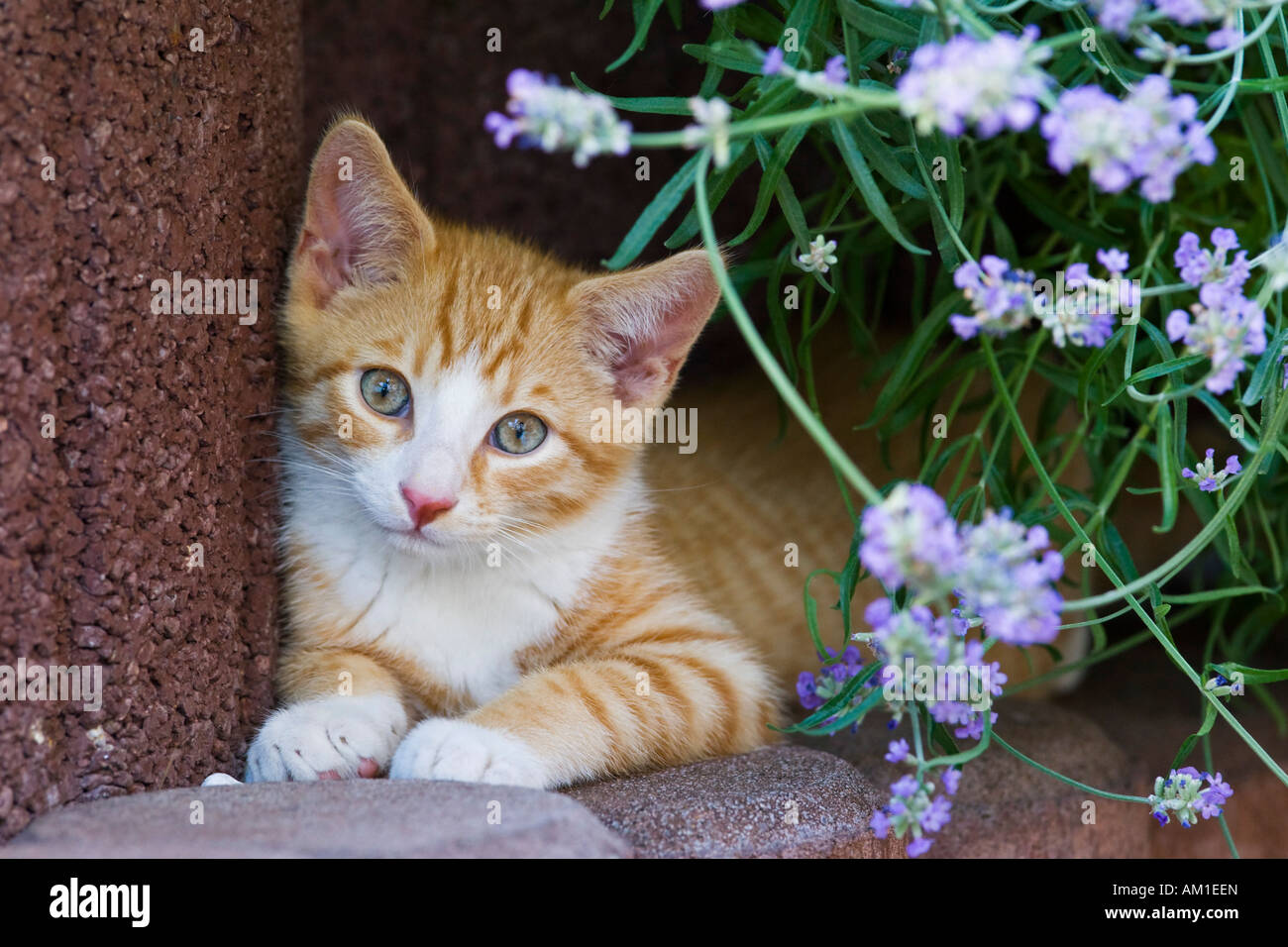 Europäisch Kurzhaarkatze mit Blumen Stockfoto