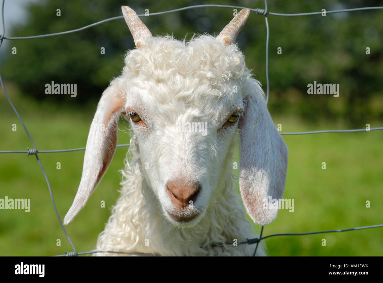 Eine junge Angora-Ziege sucht, indem ein Zaun - Deutschland, Europa. Stockfoto