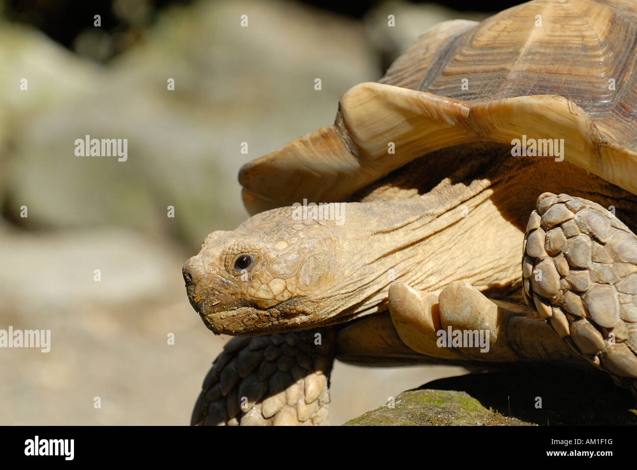 Ein Porträt einer Schildkröte (Geochelone Sulcata) Stockfoto