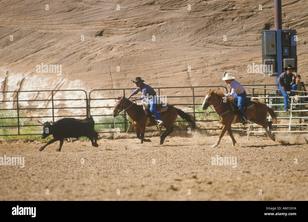 Kalb roping Inter Tribal zeremonielle indischer Rodeo Gallup NM Stockfoto
