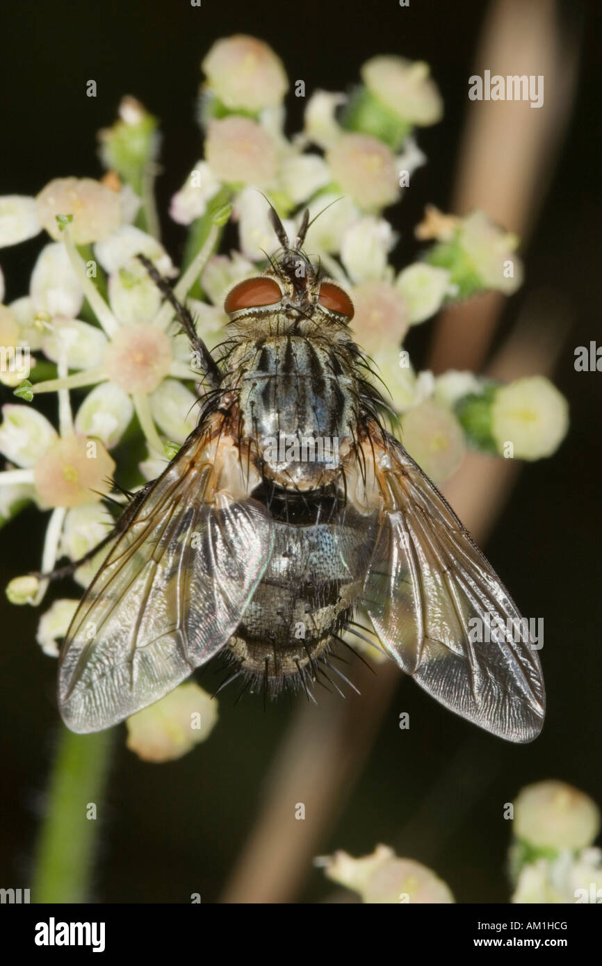 Marmoriertes grau Fleisch Fly (Sarcophaga Carnaria) Stockfoto