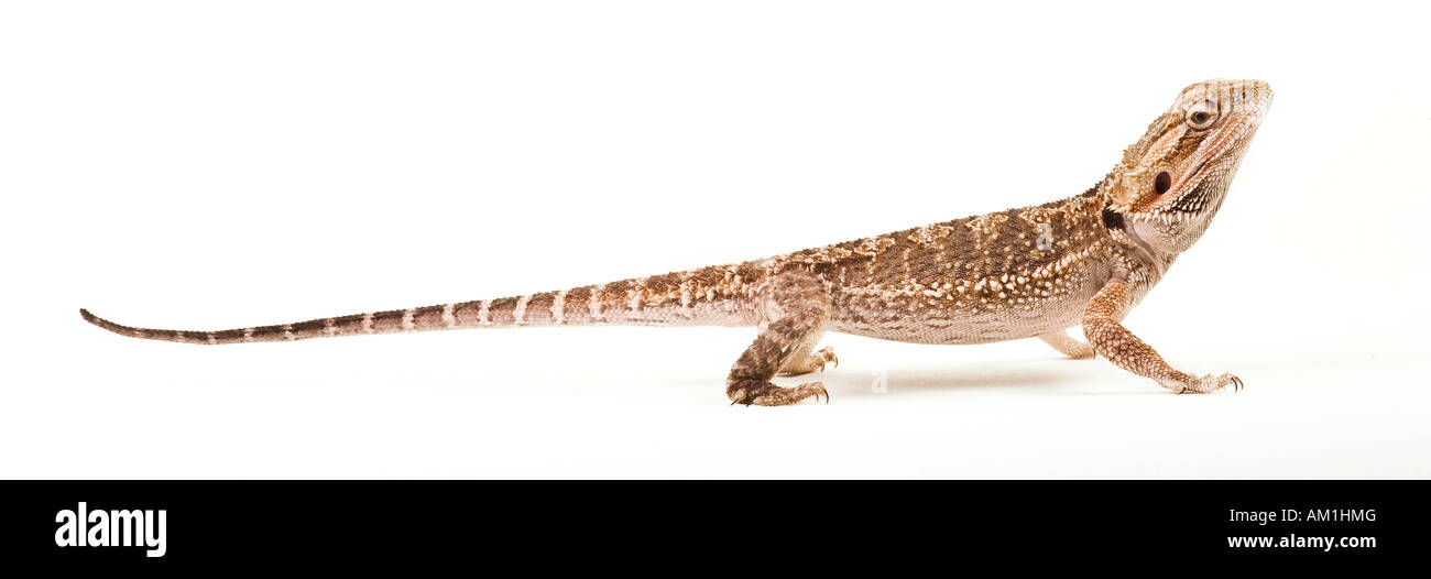 Bartagame (Pogona Vitticeps) Stockfoto