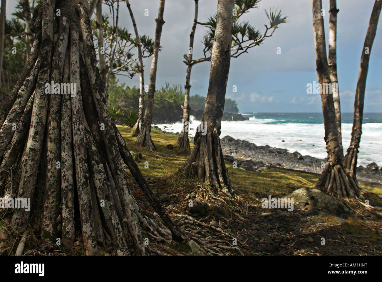 Wald an der Küste mit vulkanischen Gesteinen in La Réunion, Frankreich, Südafrika Stockfoto