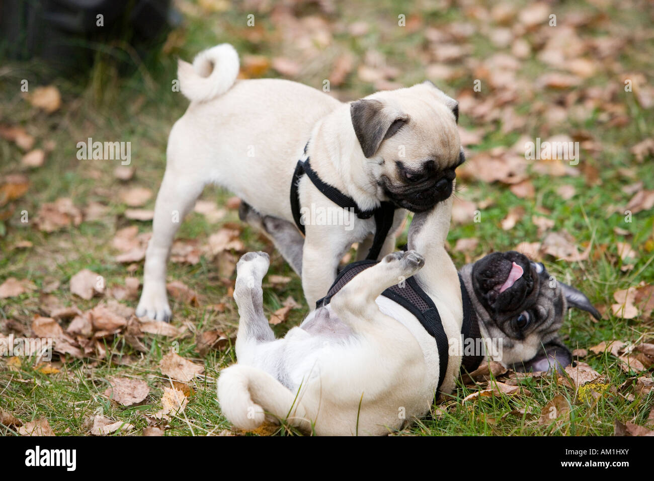 Zwei Mops Welpen spielen Stockfotografie Alamy