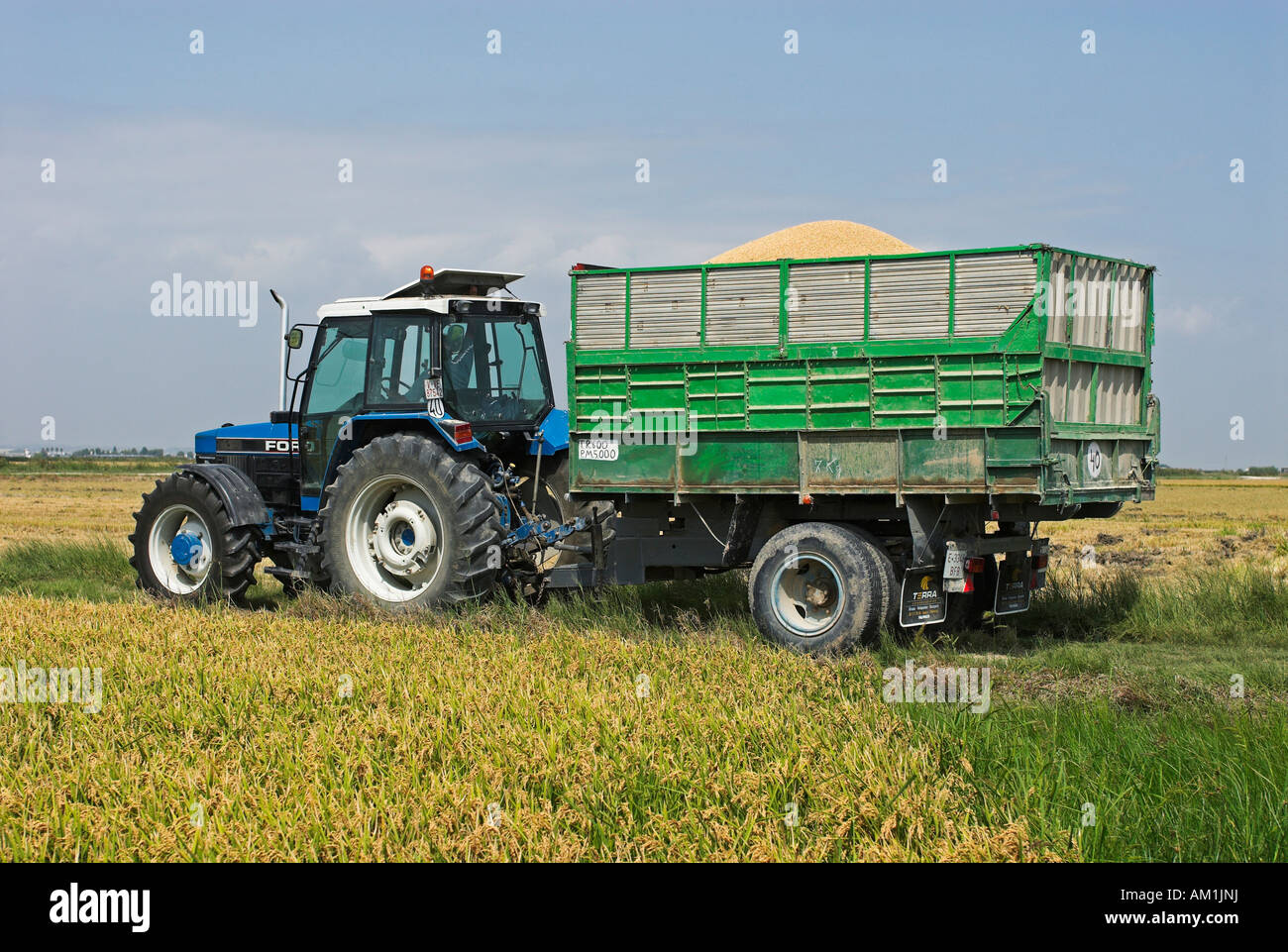 Reisernte in Albufera, Provinz Valencia, Spanien, Europa Stockfoto