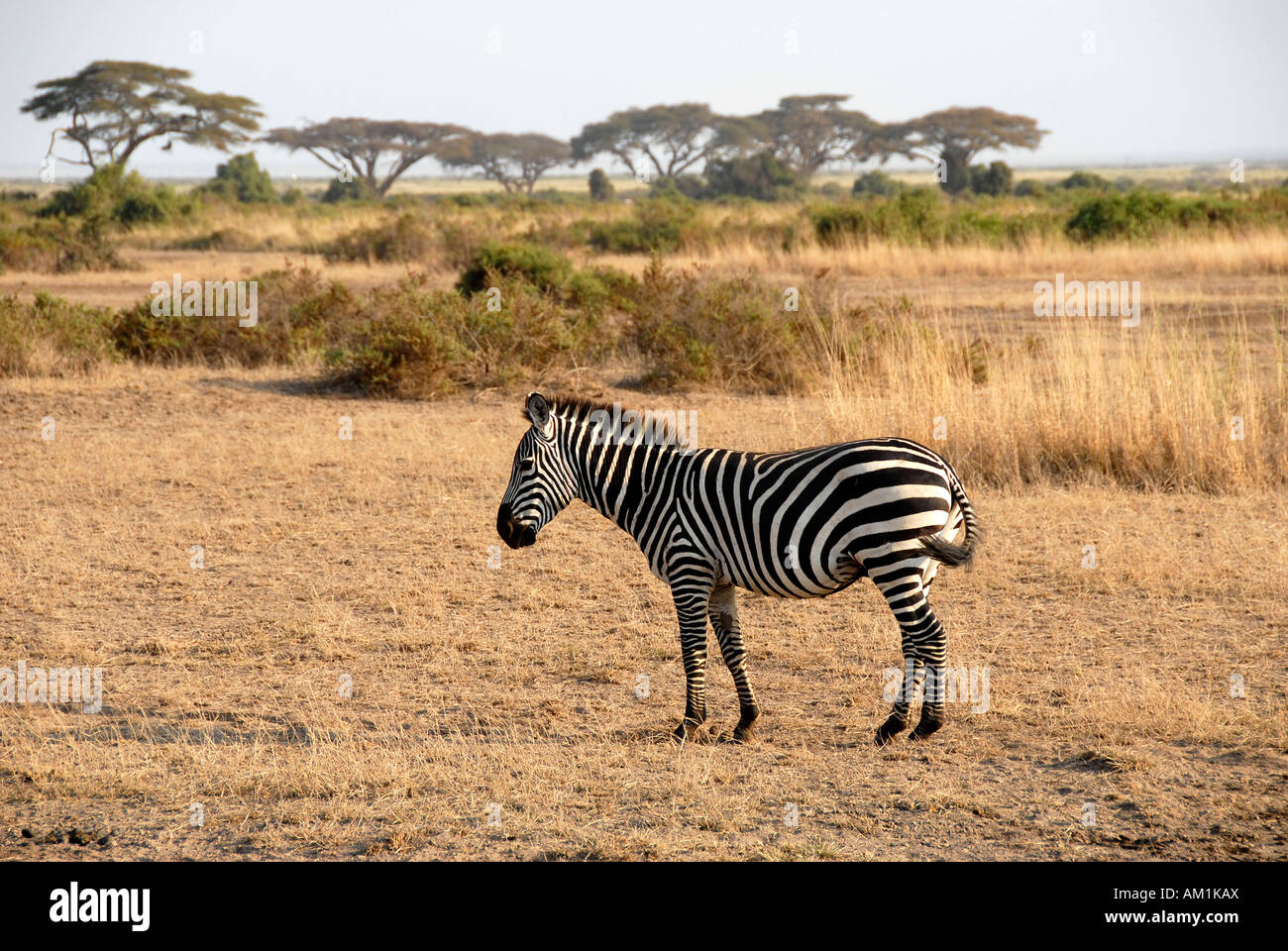Zebra mit Akazien in der Savanne Amboseli-Nationalpark Kenia Stockfoto