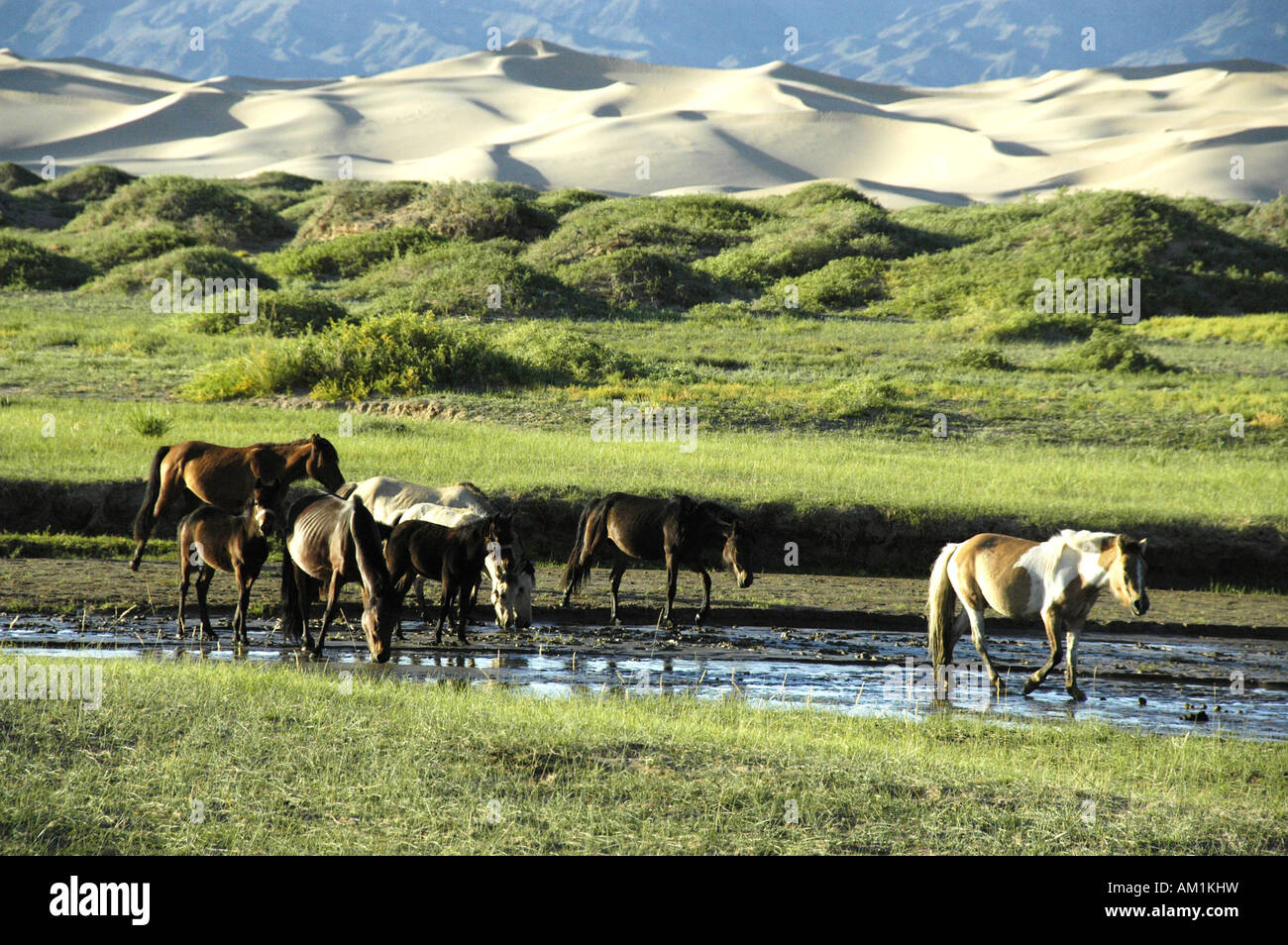 Pferde in einem Fluss vor Dünen in der Gobi Wüste Khongoryn Els Gurvan Saikhan Nationalpark Mongolei Stockfoto