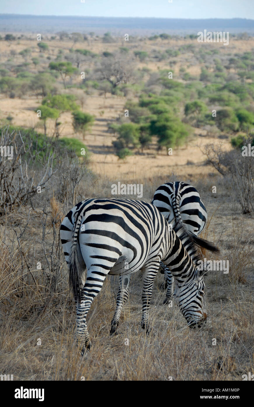 Zwei Ebenen Zebras (Equus Quagga, ehemals Equus Burchelli) in der Savanne Tarangire Nationalpark Tansania Stockfoto
