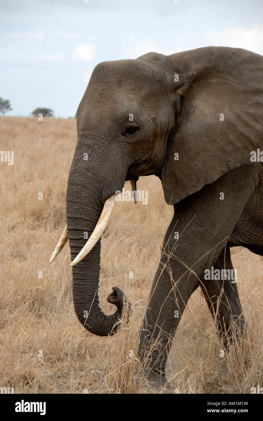 Afrikanischer Elefant (Loxodonta Africana) in der Savanne Tarangire Nationalpark Tansania Stockfoto