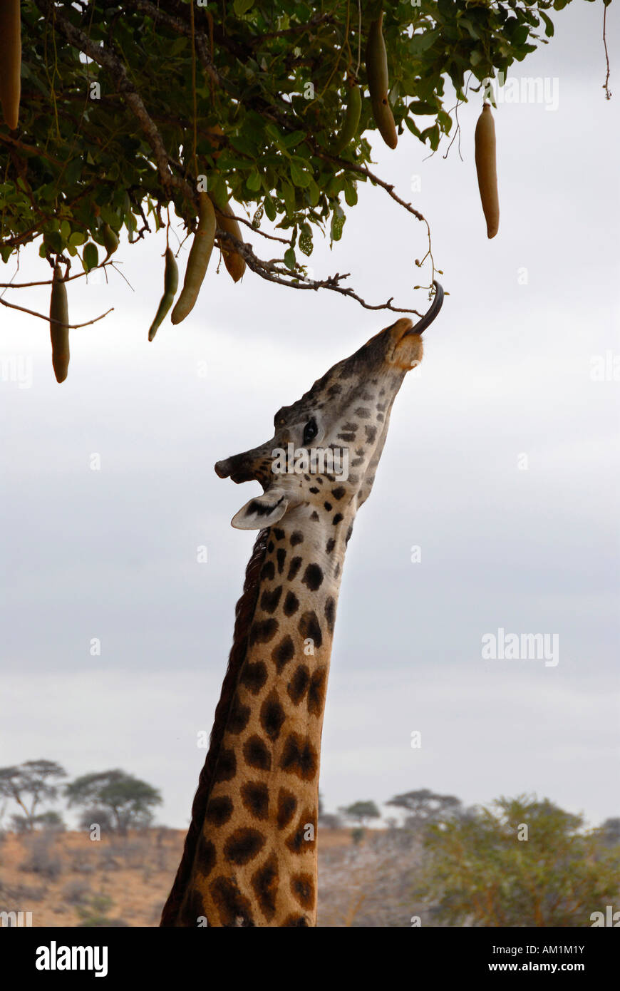 Giraffe (Giraffa Plancius) mit langer Zunge ernährt sich von Kigelia Baum (Kigelia Africana) in der Savanne Tarangire National P Stockfoto
