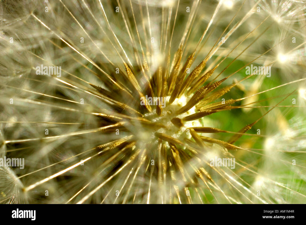 Löwenzahn, Taraxacum Officinale, Samen Stockfoto