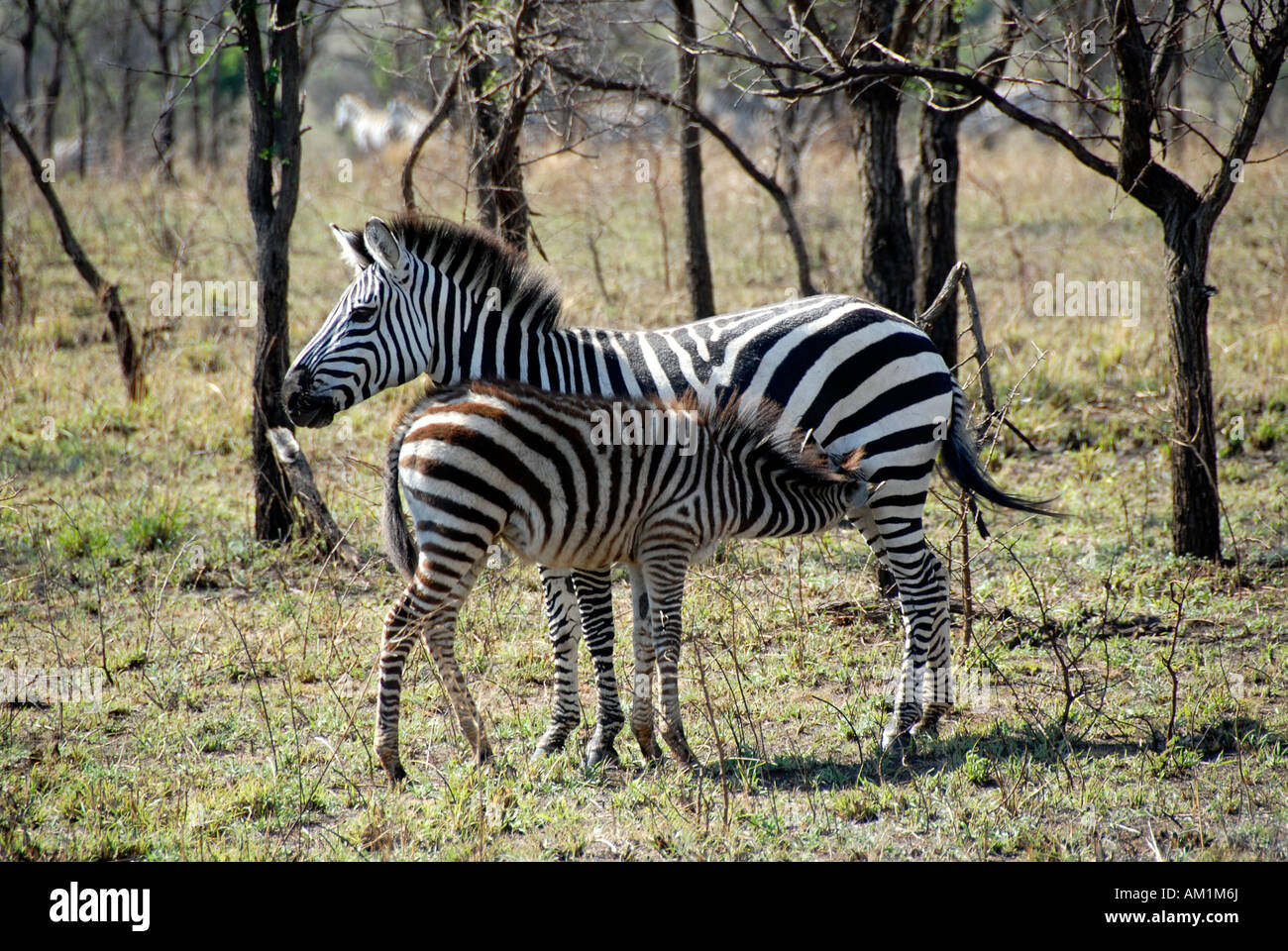 Ebenen Zebra (Equus Quagga, ehemals Equus Burchelli) und Jugendliche in der Savanne Serengeti Nationalpark, Tansania Stockfoto