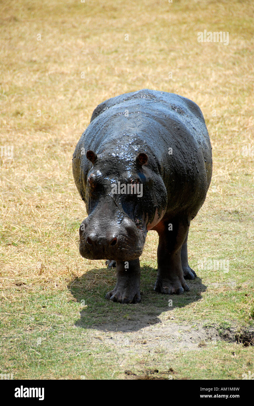 Flusspferd (Hippopotamus Amphibius) Ngorongoro Krater Tansania Stockfoto