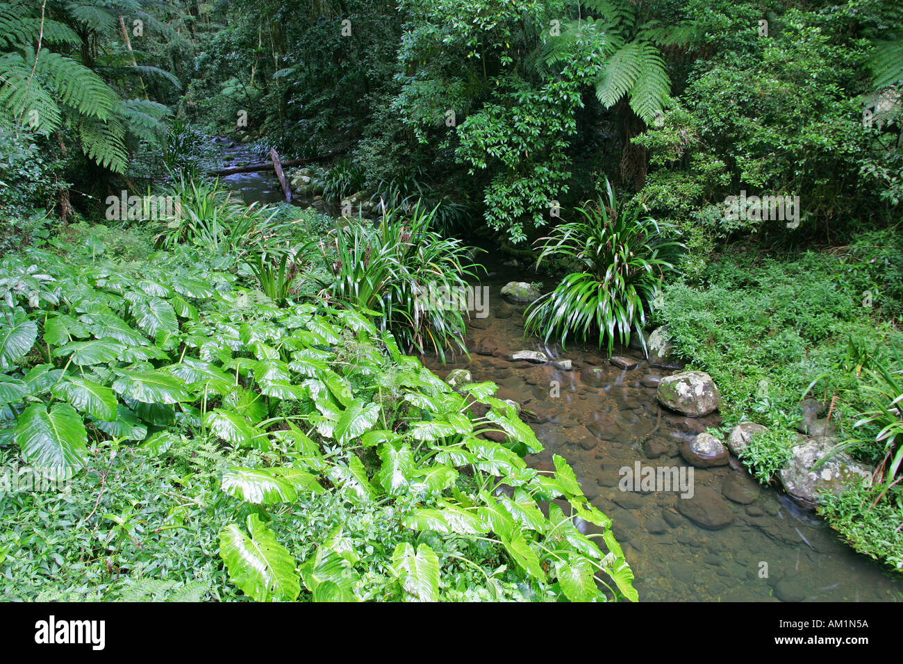 Brindle Creek Regenwald in Border Ranges National Park Stockfoto