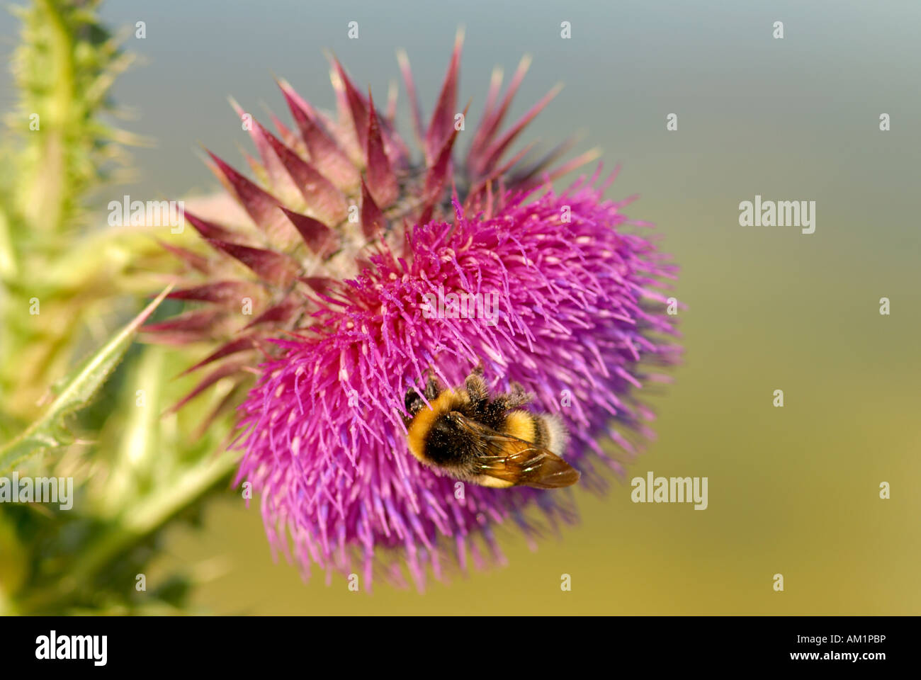 Nickende Distel oder Nodding Distel (Blütenstandsboden Nutans), die Blume des Jahres 2008 - Deutschland, Europa Stockfoto