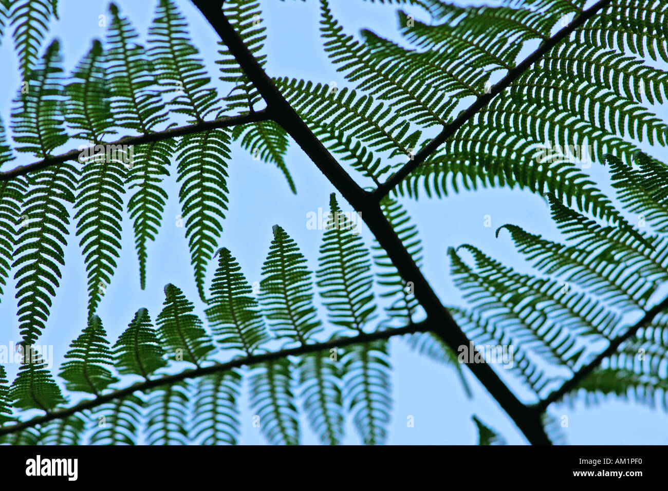 Grüne Baumfarn Border Ranges National Park Stockfoto