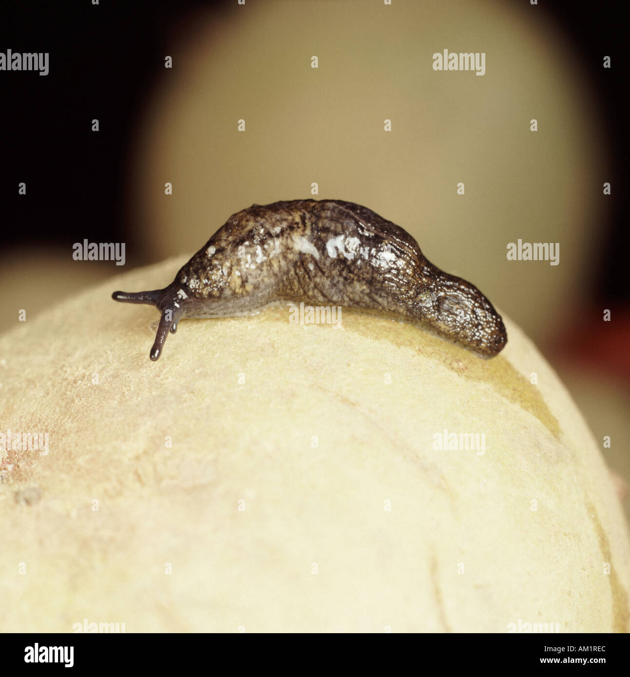 Gekielte Slug auf Kartoffel Tandonia budapestensis Stockfoto