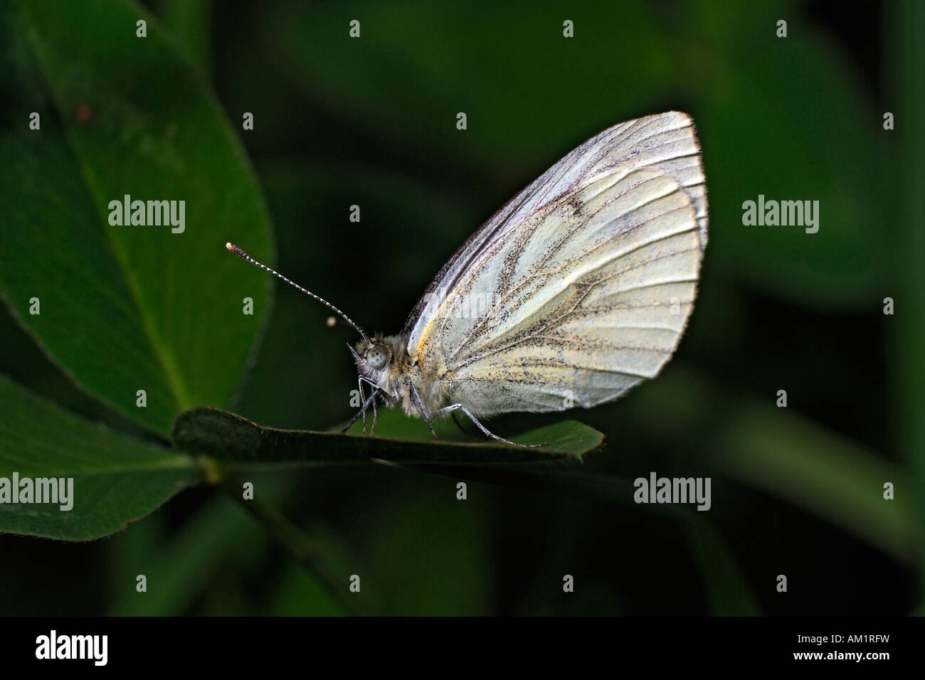Großer Kohlweißling (Pieris Brassicae) Stockfoto