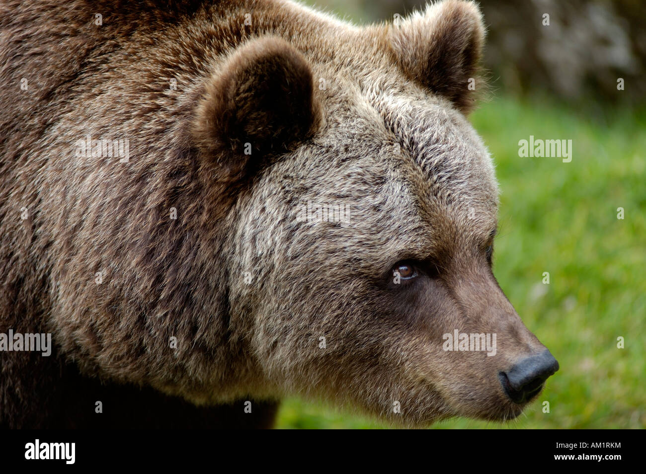 Braunbär (Ursus Arctos), portrait Stockfoto