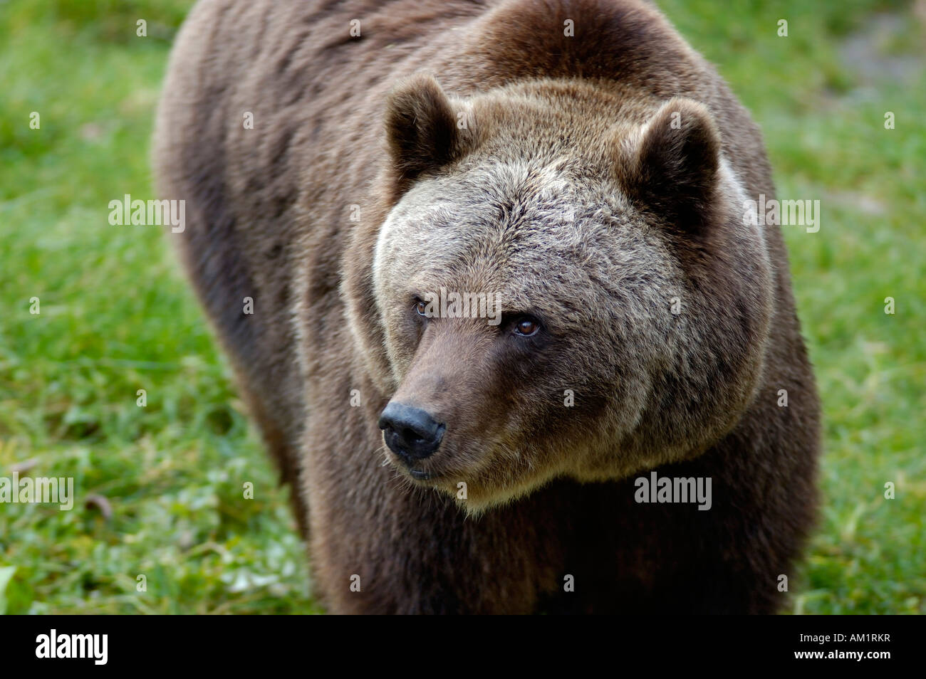 Braunbär (Ursus Arctos) Stockfoto