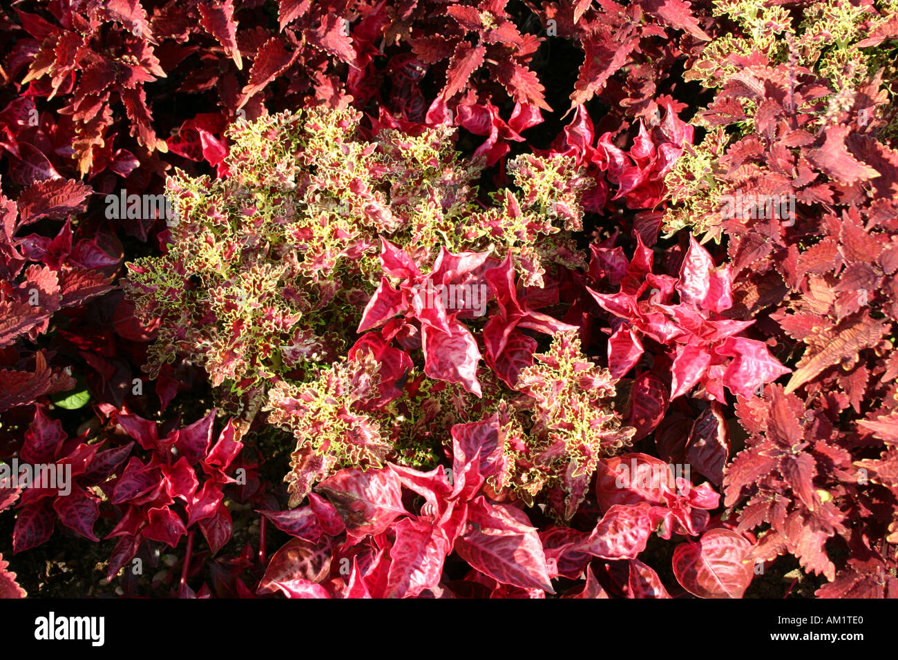 Solenostemon Scutellarioides gekräuselten roten und rot gelb hybrid Stockfoto