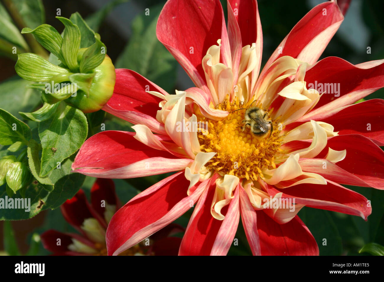 Dahlia buga munchen Fotos und Bildmaterial in hoher Auflösung Alamy