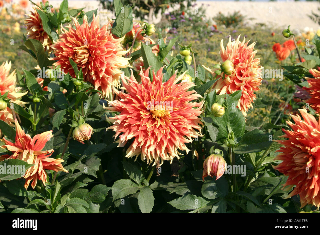 Gruppe von orange gelbe Spitzen Kaktus-Dahlien Herbst Sunburst bei Buga in München Stockfoto